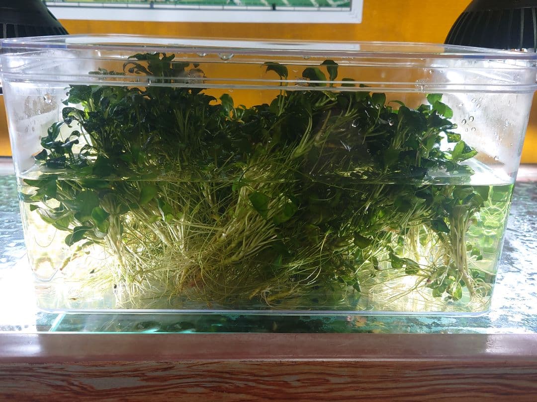 アヌビアスナナプチ 大量