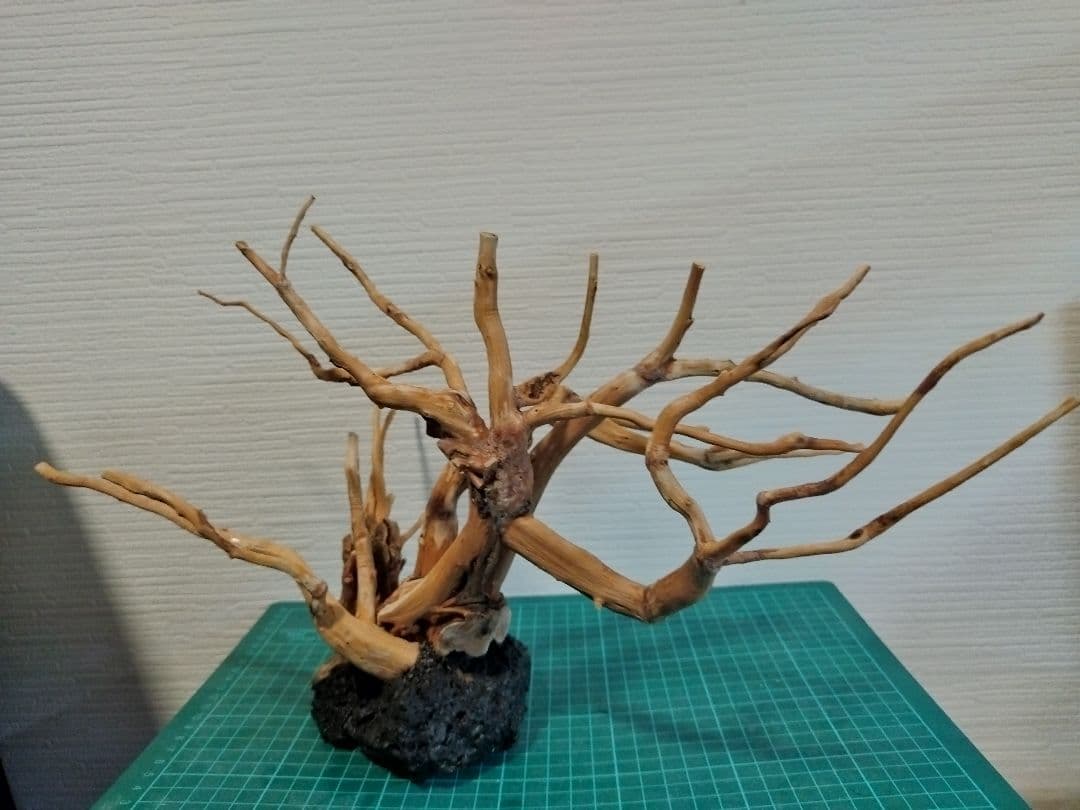 アクアリウム　流木レイアウト 盆栽