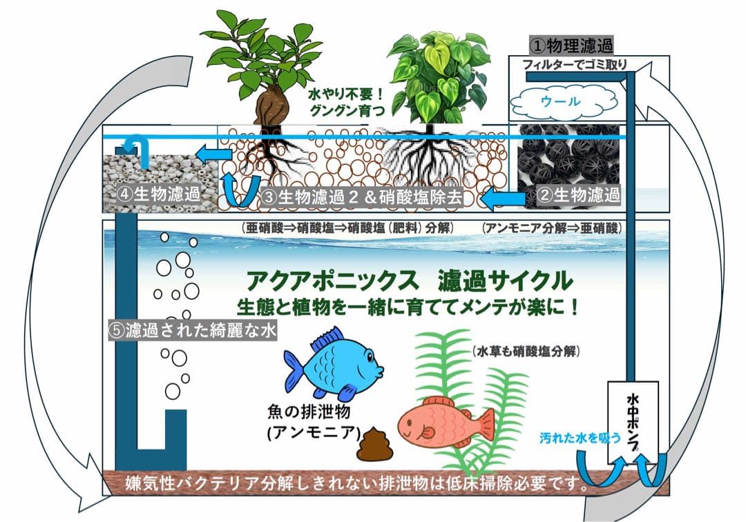 まりも　45㎝ガラス水槽用アクアポニックス仕様