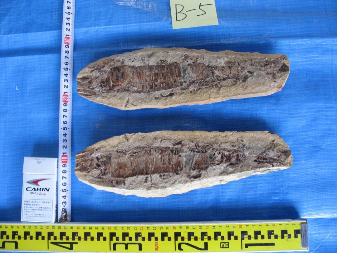 古代魚の化石　３点セット　F-2 B-4 D-4