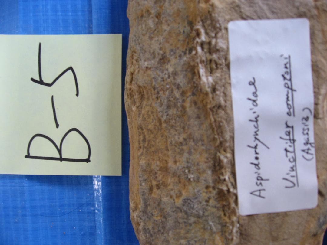 古代魚の化石　３点セット　F-2 B-4 D-4