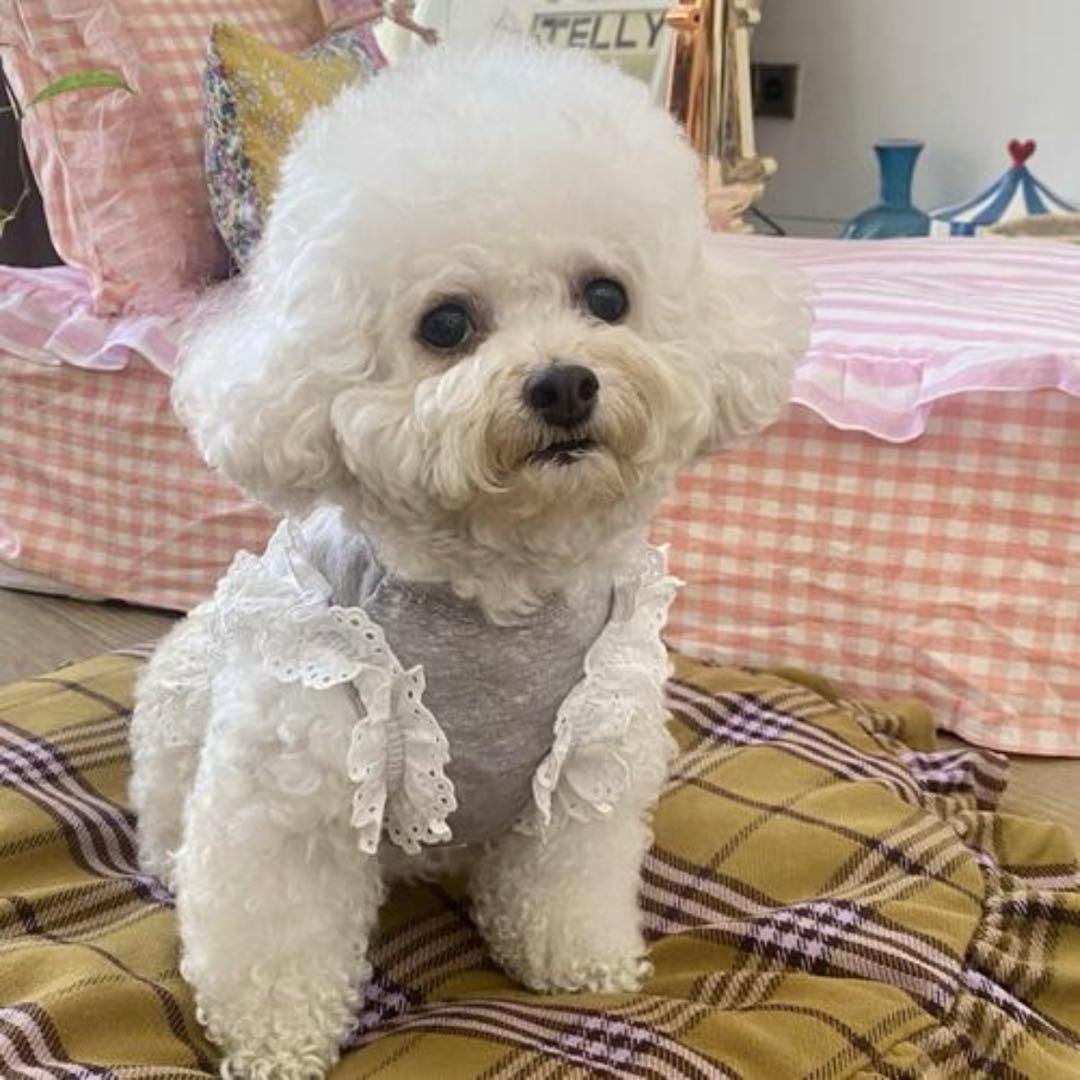 Louisdog★Grey Frill Linen Sleeveless SM