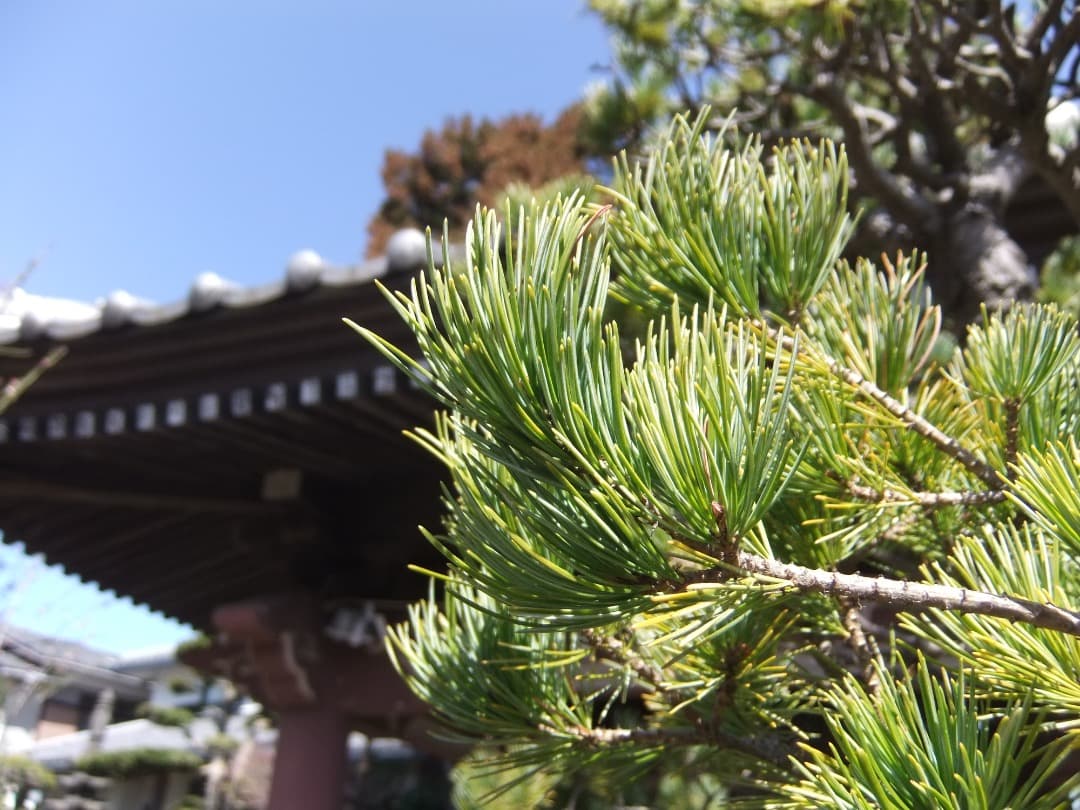 実写美⭕️【動作確認済】 FUJIFILM FinePix JZ300 カメラ