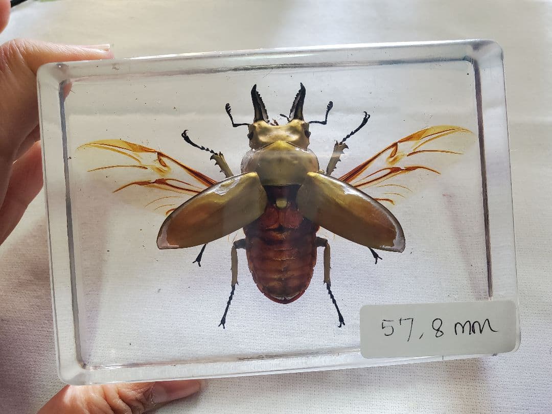 オウゴンオニクワガタ樹脂標本