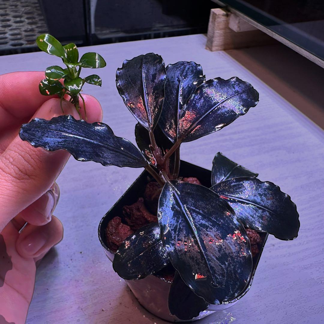 p*y様 ブセファランド Bucephalandra llic Blue