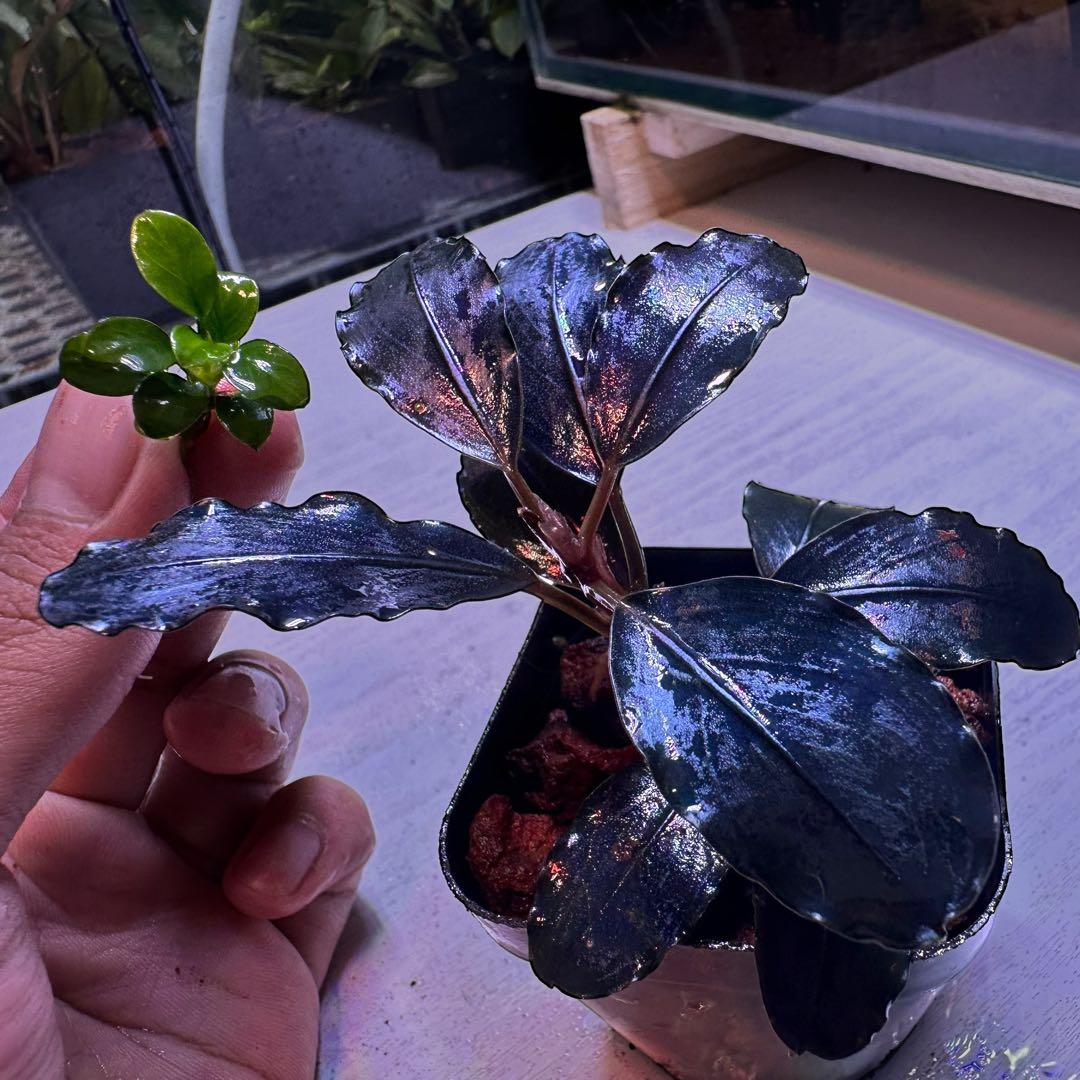 p*y様 ブセファランド Bucephalandra llic Blue