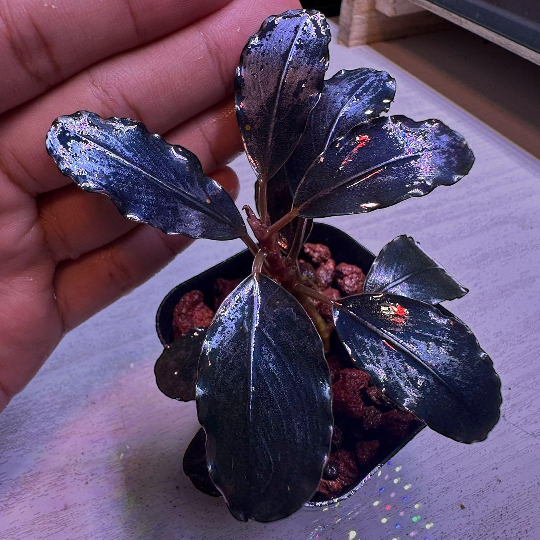 p*y様 ブセファランド Bucephalandra llic Blue