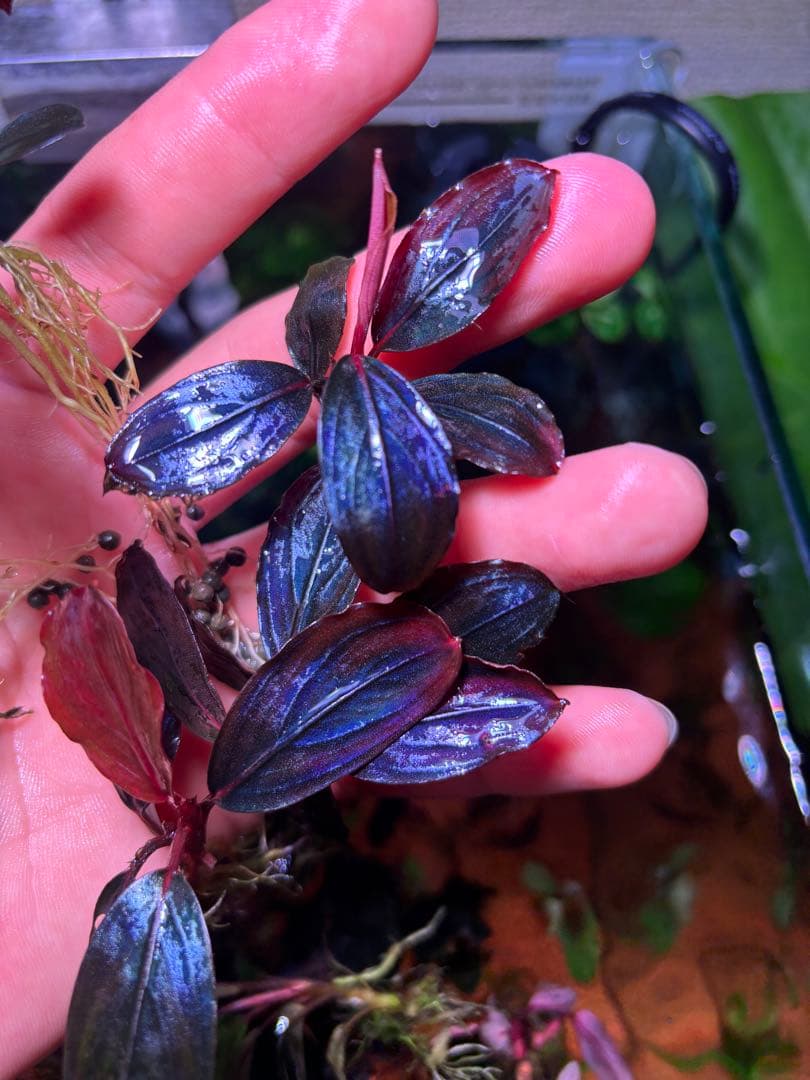 Y*c様 Bucephalandra sp.Red Diamond 5株