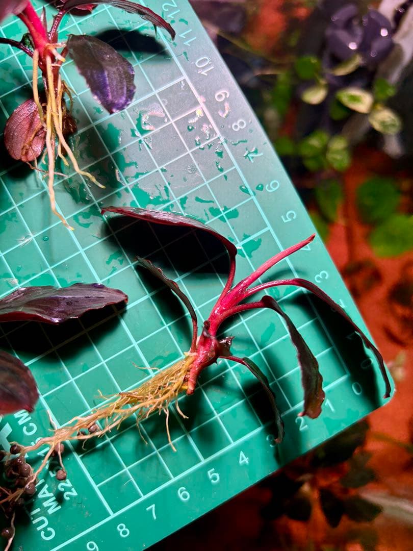Y*c様 Bucephalandra sp.Red Diamond 5株