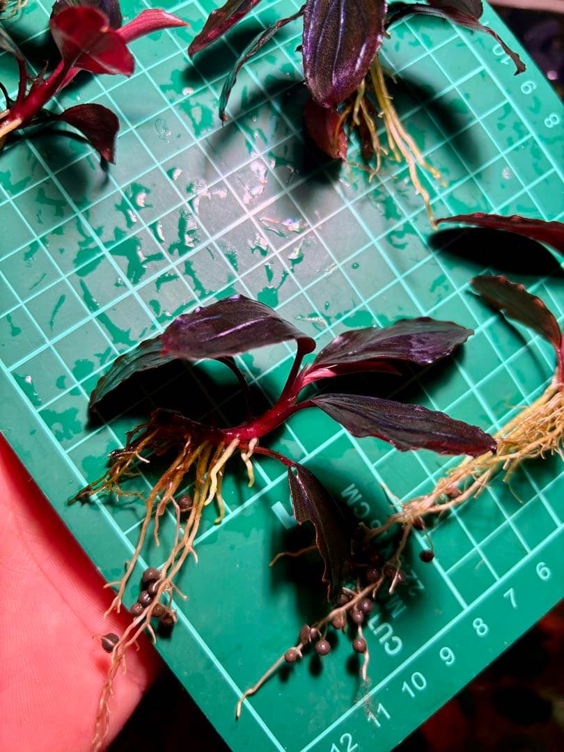 Y*c様 Bucephalandra sp.Red Diamond 5株