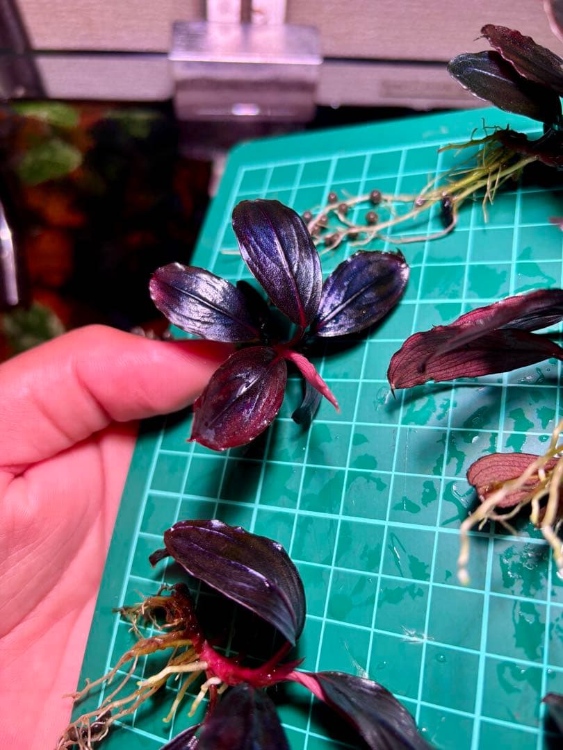 Y*c様 Bucephalandra sp.Red Diamond 5株