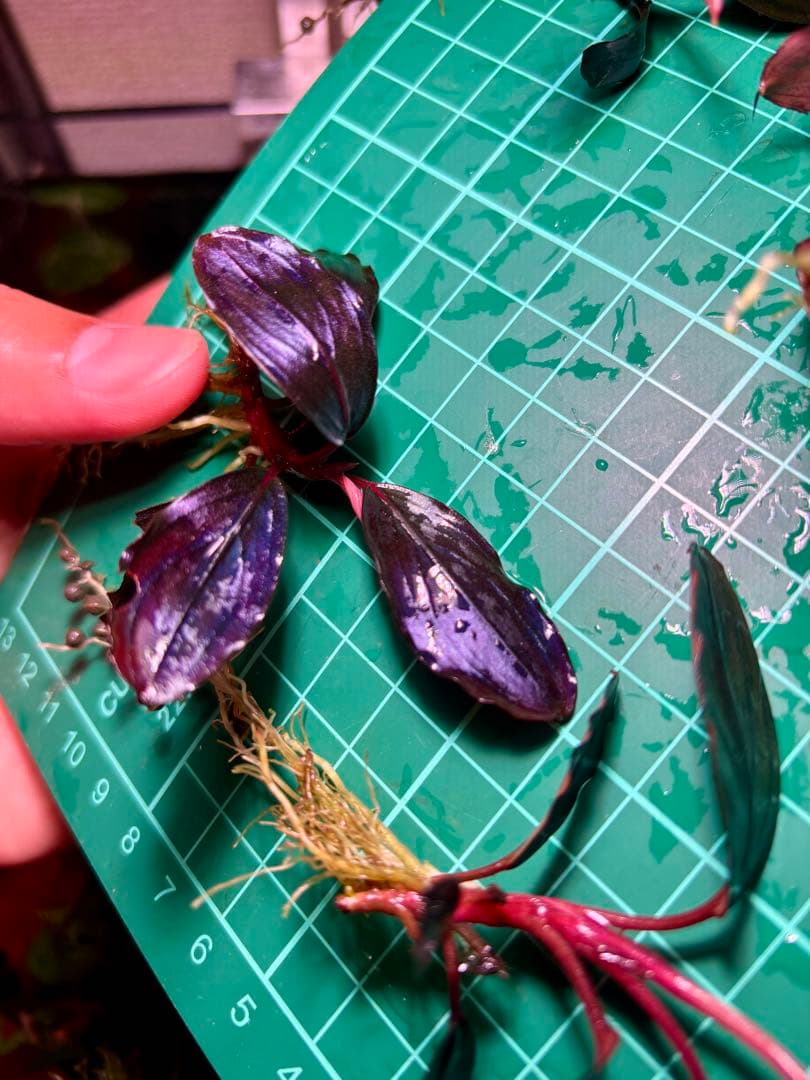 Y*c様 Bucephalandra sp.Red Diamond 5株