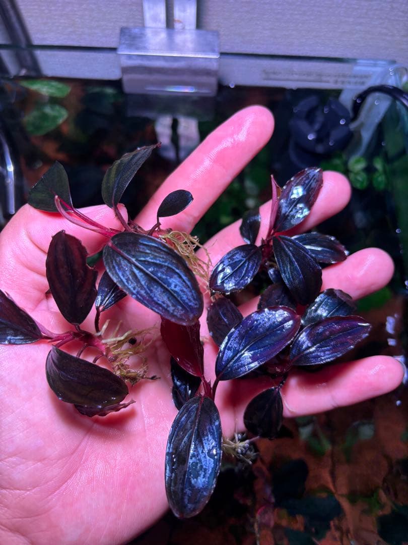 Y*c様 Bucephalandra sp.Red Diamond 5株