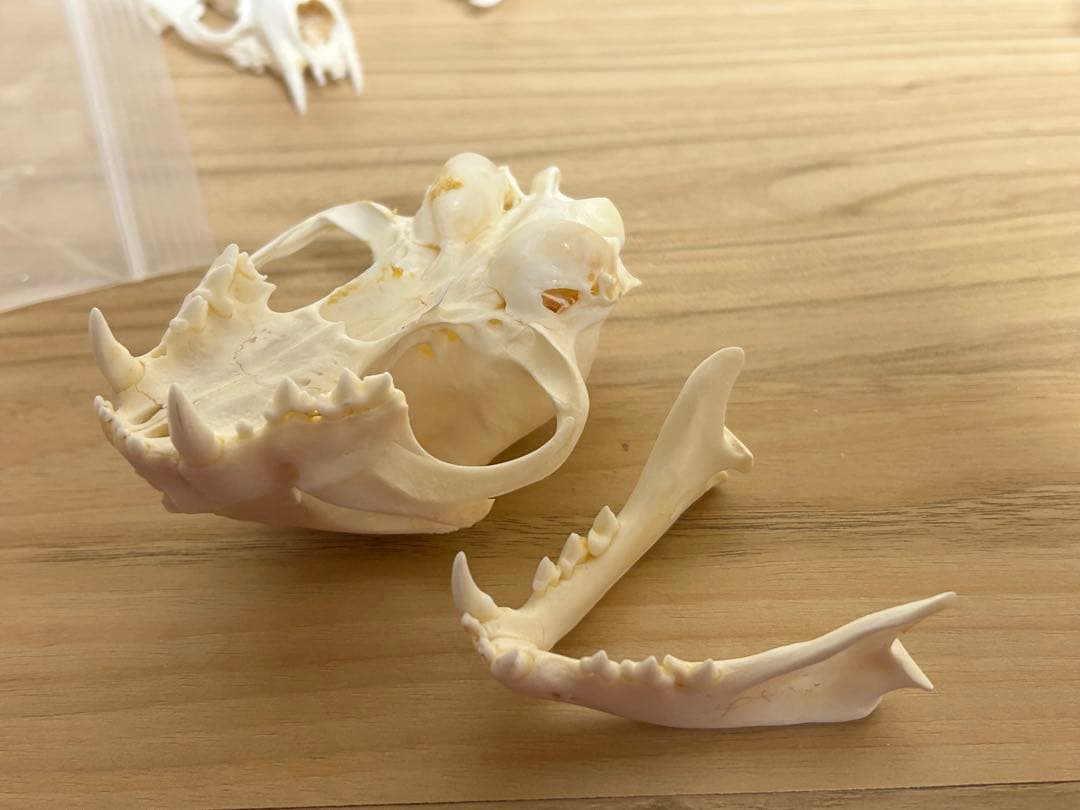 犬 猫 ミンク 頭蓋骨　骨格標本　スカル　美術参考