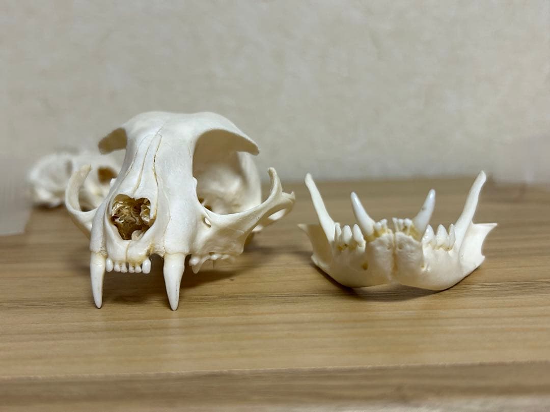 犬 猫 ミンク 頭蓋骨　骨格標本　スカル　美術参考