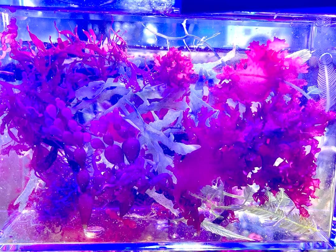 専用　【匿名・宅急便配送】　海藻　紅藻 気まぐれ出品！