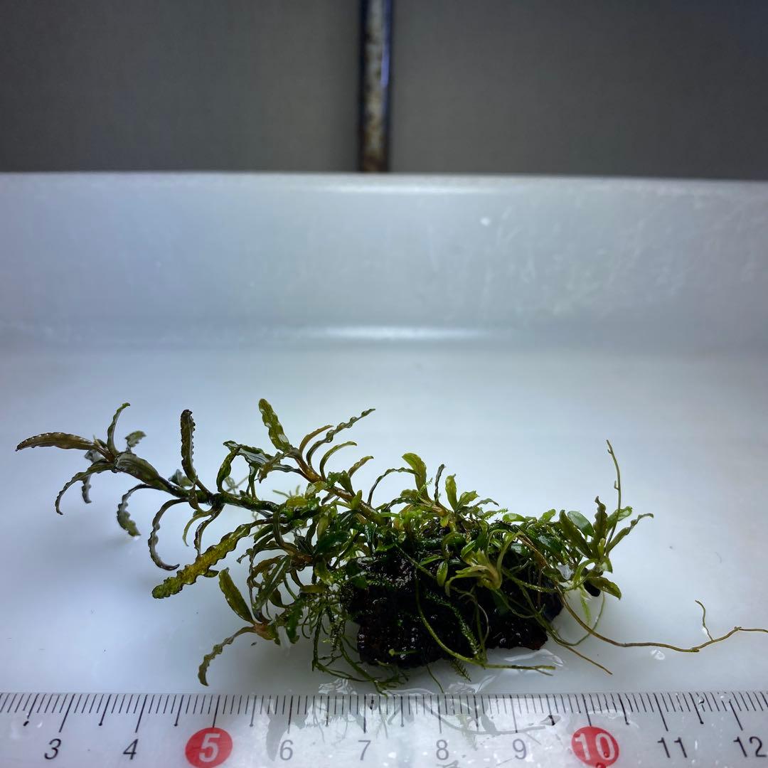 【４点まとめ買い用】ブセファランドラカユラピス１（溶岩石活着、水中葉、無農薬）