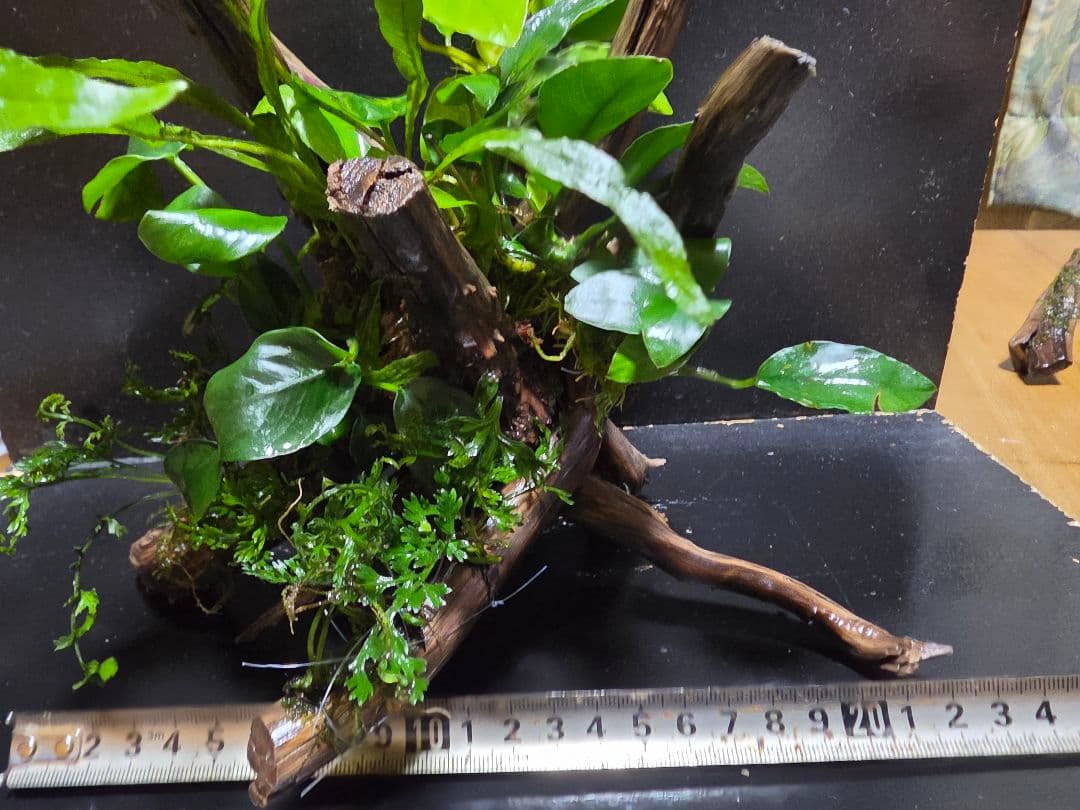 水草4種巻きブランチウッド大サイズ