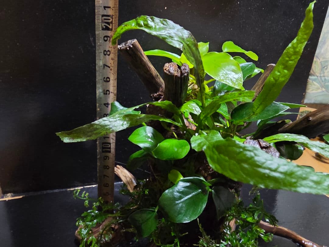 水草4種巻きブランチウッド大サイズ