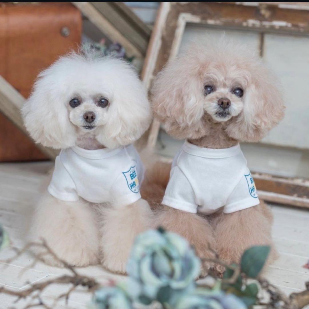 pp.closet PPクローゼット犬服　Tシャツ