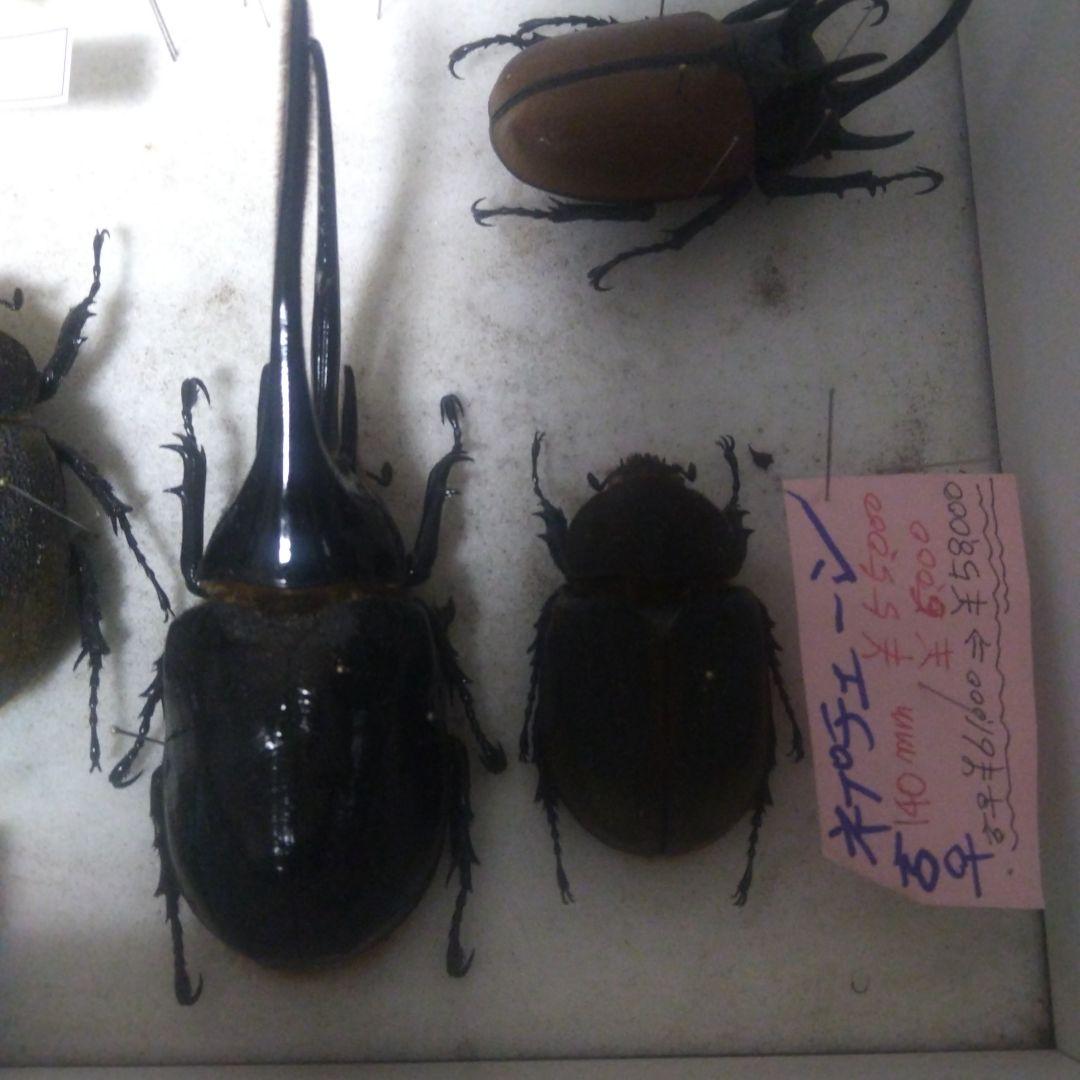 ネプチューン オオカブトムシ ♂♀ ペア 標本