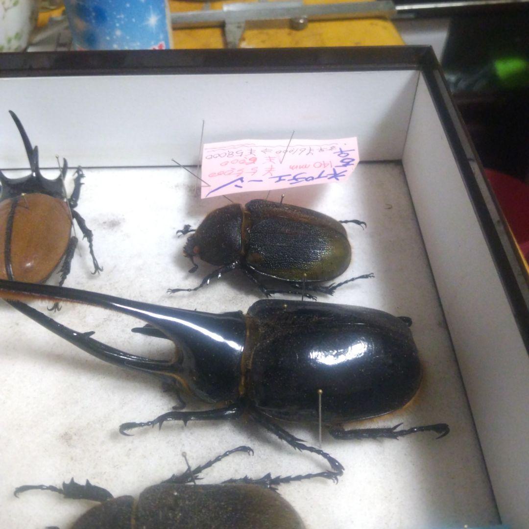 ネプチューン オオカブトムシ ♂♀ ペア 標本