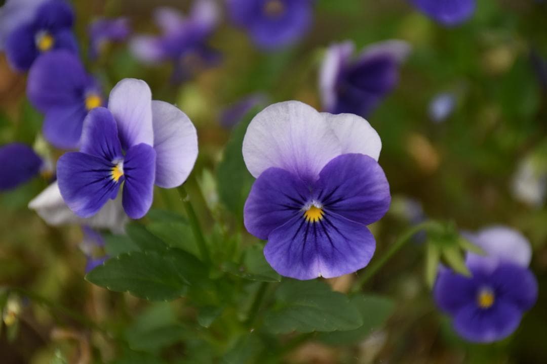 手振れ補正つき遠近両用便利レンズ☆Nikon AF-S 18-140mm