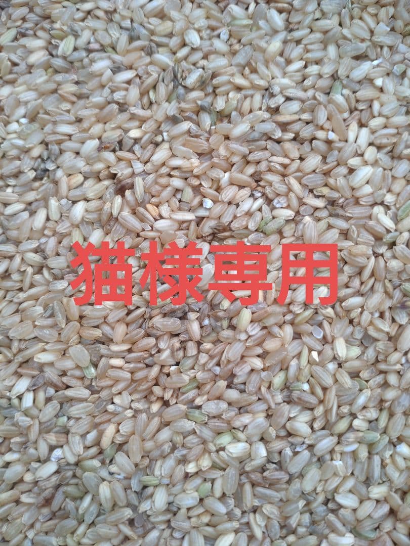 【猫】 くず米 クズ米