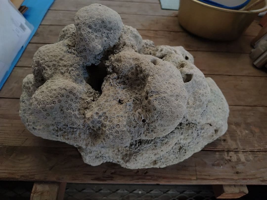 サンゴ　珊瑚　石　水槽