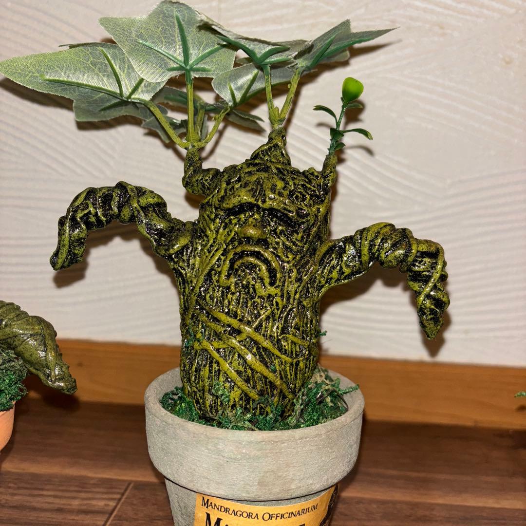 マンドレイク アンティーク雑貨 観葉植物