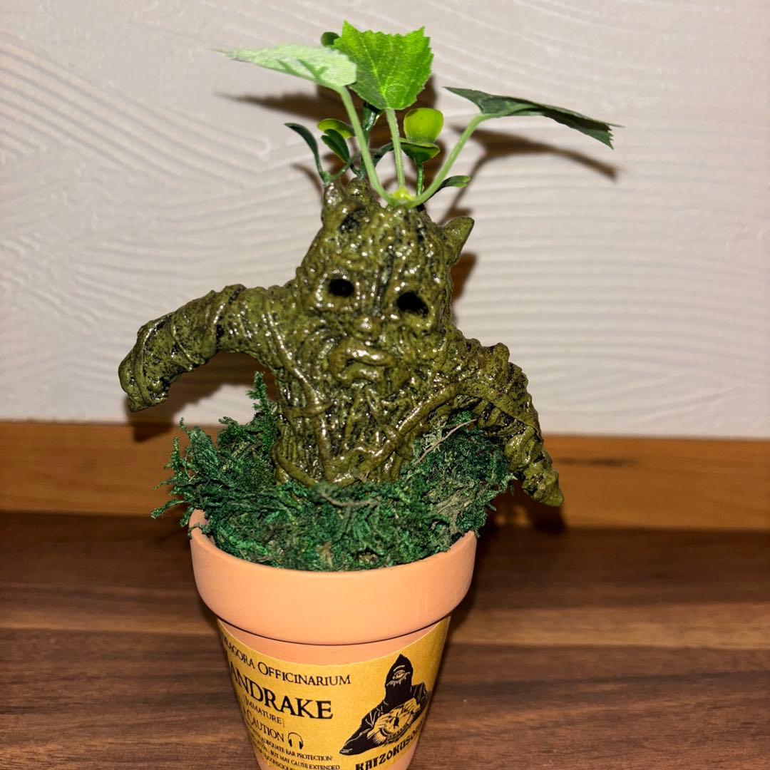 マンドレイク アンティーク雑貨 観葉植物