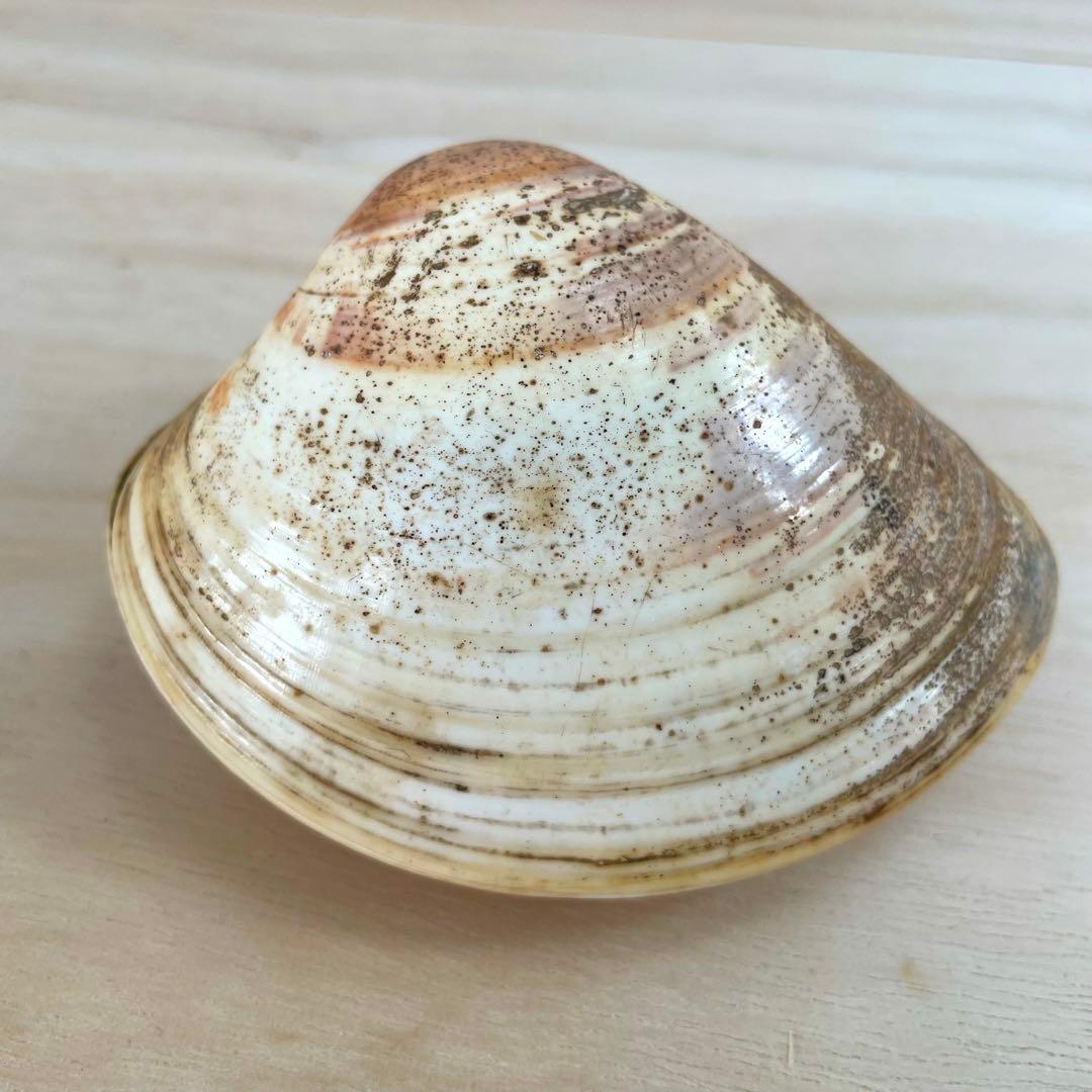 【専用出品】　蛤香合　貝合わせ香合　若草山　鹿