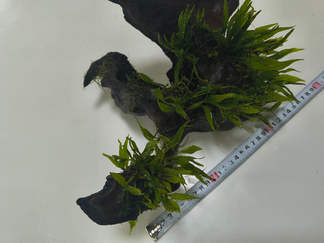 早いもの勝ち！簡単置くだけレイアウト　ミクロソリウム付き大型流木！！