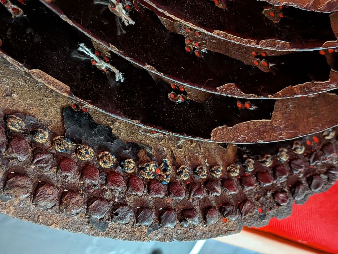 戦国武士時代本歌四百年前頃当時物兜シコロ残骸品凄まじい姿景色稀少レアコレクション