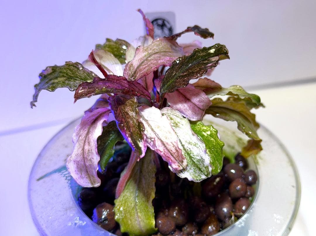 Bucephalandra spブセファランドラsp. ピンク・ヴァリエガータ