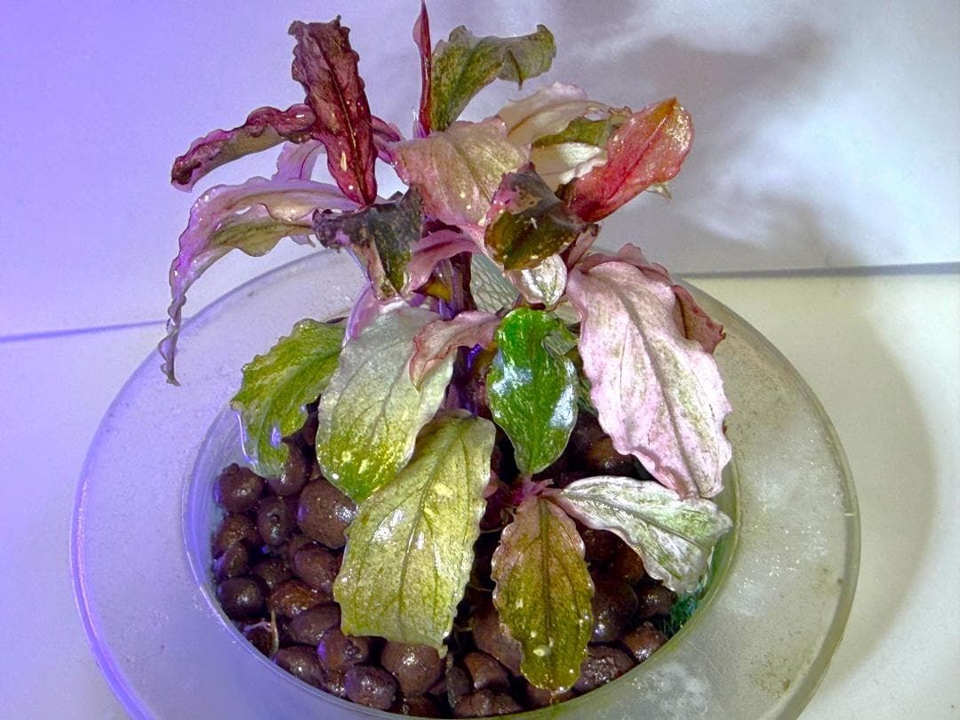 Bucephalandra spブセファランドラsp. ピンク・ヴァリエガータ