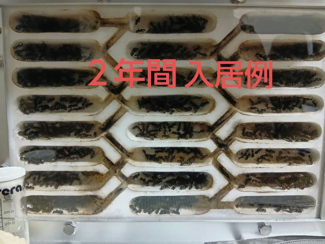 アリ飼育ケース大　石膏巣　アリの巣観察