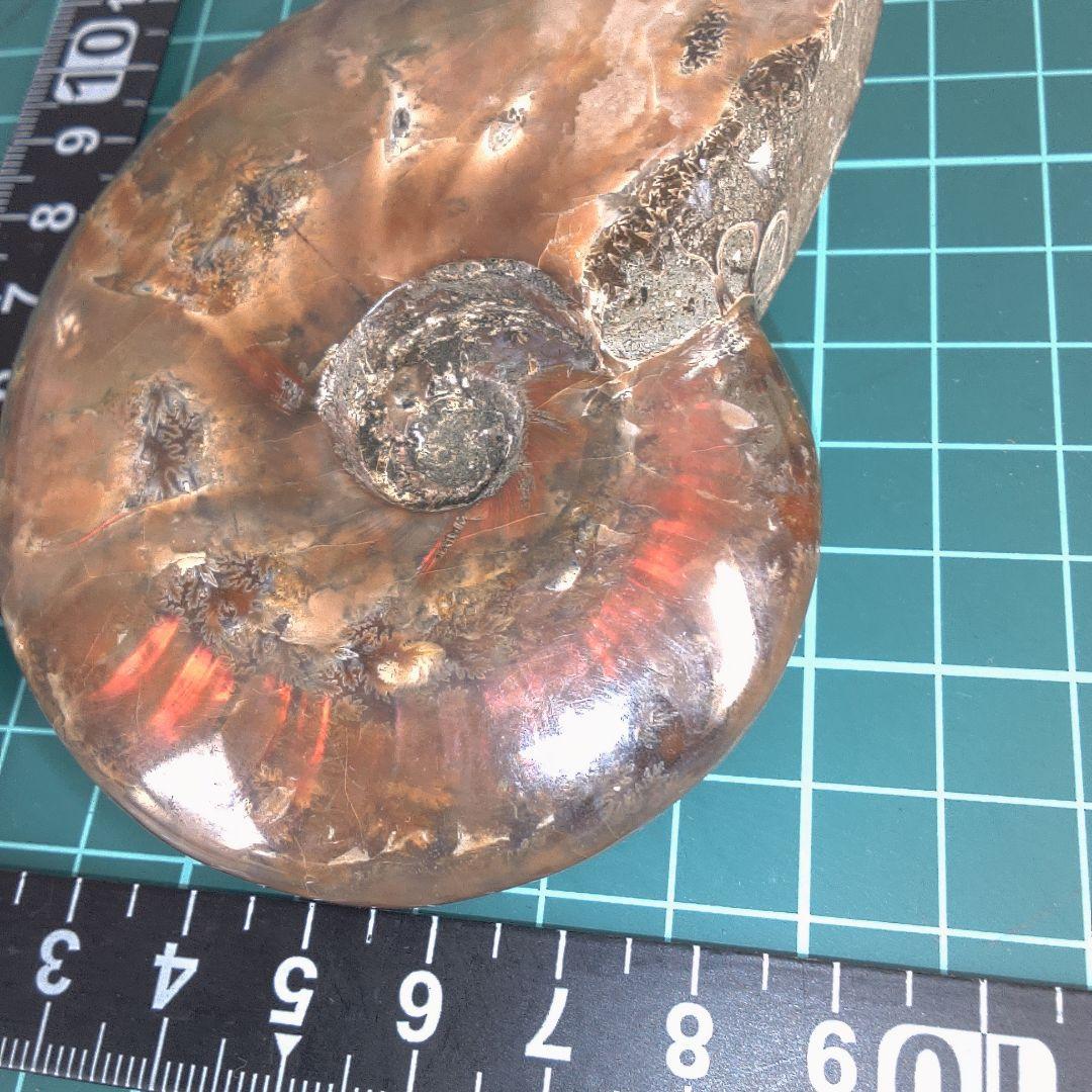 小物１ アンモナイト化石 光沢あり