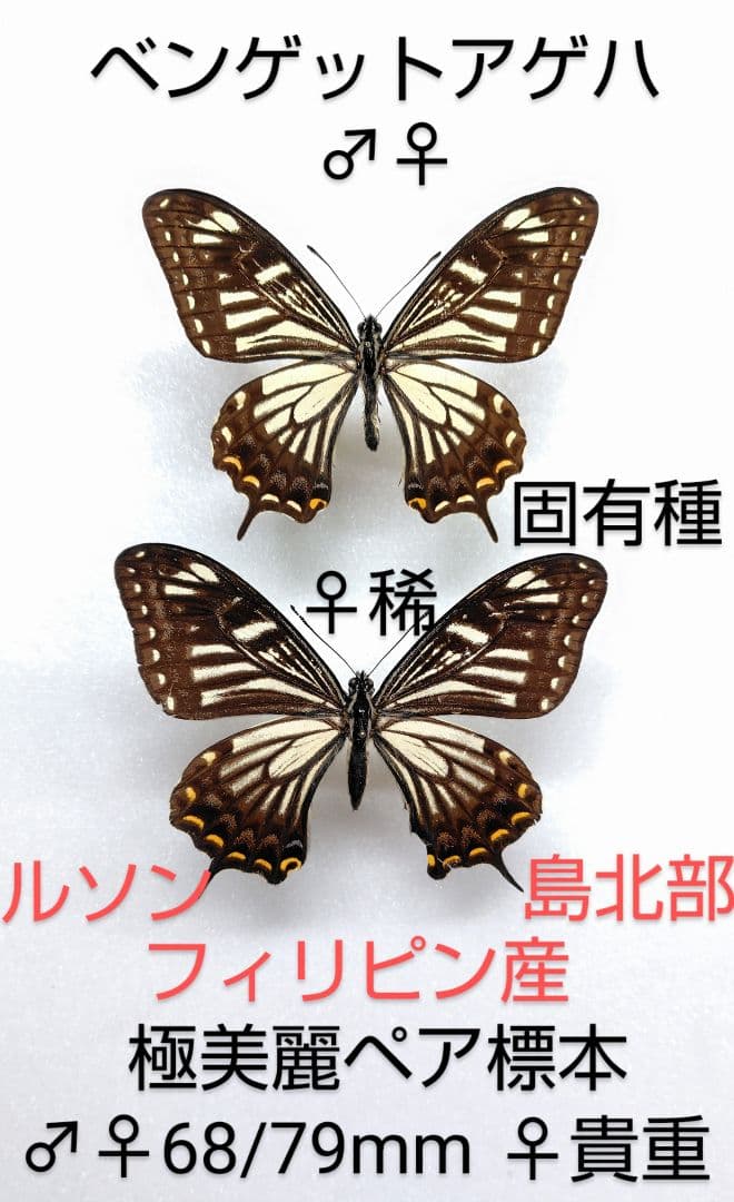 最終価格‼️ベンゲットアゲハ♂♀標本★ルソン島北部★固有種♀稀・貴重美麗