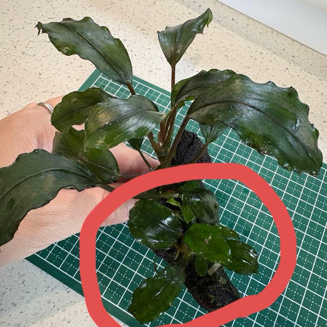 【3連休限定割引】Bucephalandra Motleyana Padawan