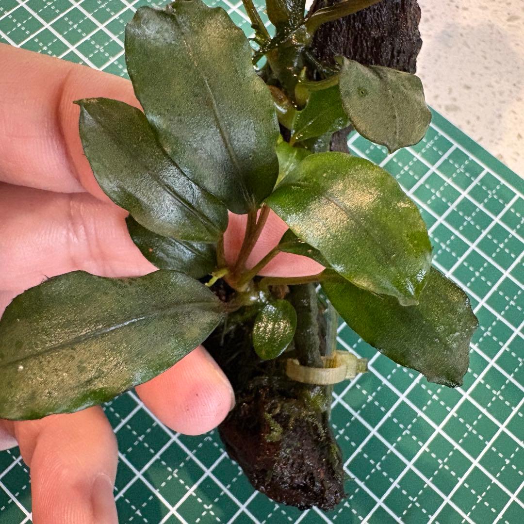 【3連休限定割引】Bucephalandra Motleyana Padawan