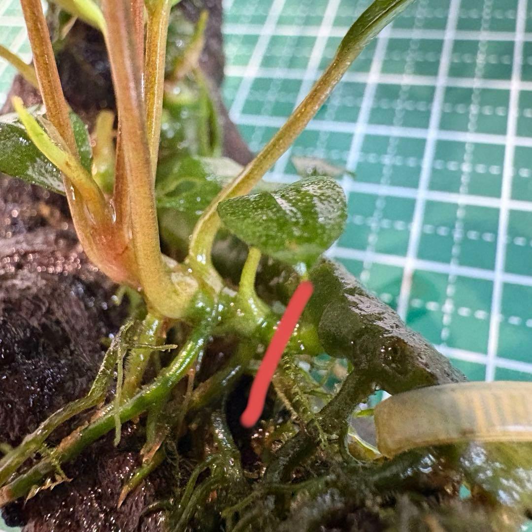 【3連休限定割引】Bucephalandra Motleyana Padawan