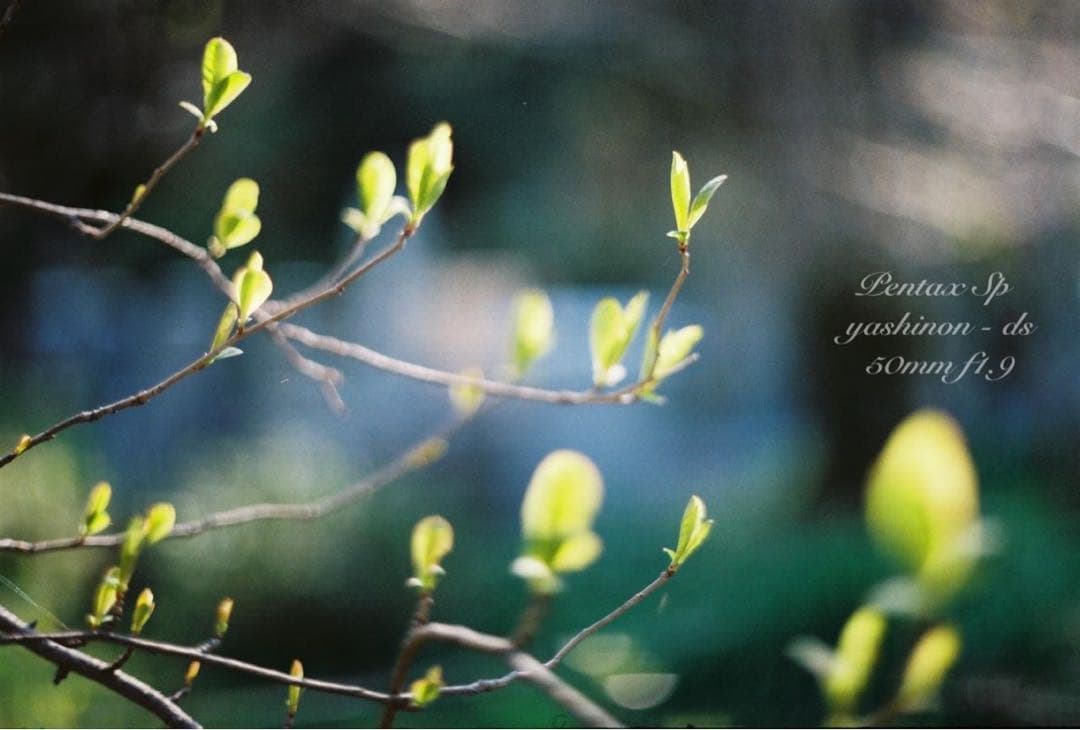 ★yashinon f1.9★PENTAX SP★レンズセット★完動品＊美品！