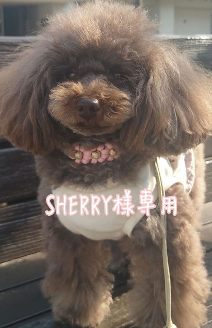 首輪一体型✿パラコードリード　SHERRY