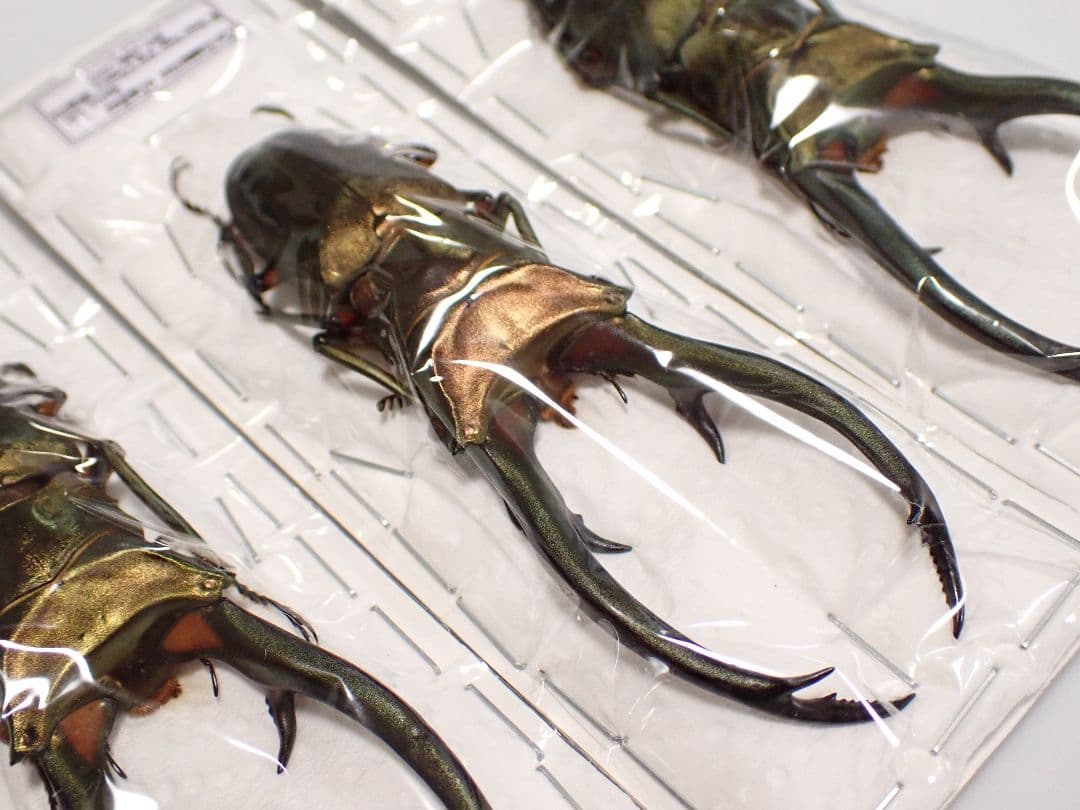 昆虫標本 エラフスホソアカクワガタ 91㎜ 1頭 期間限定