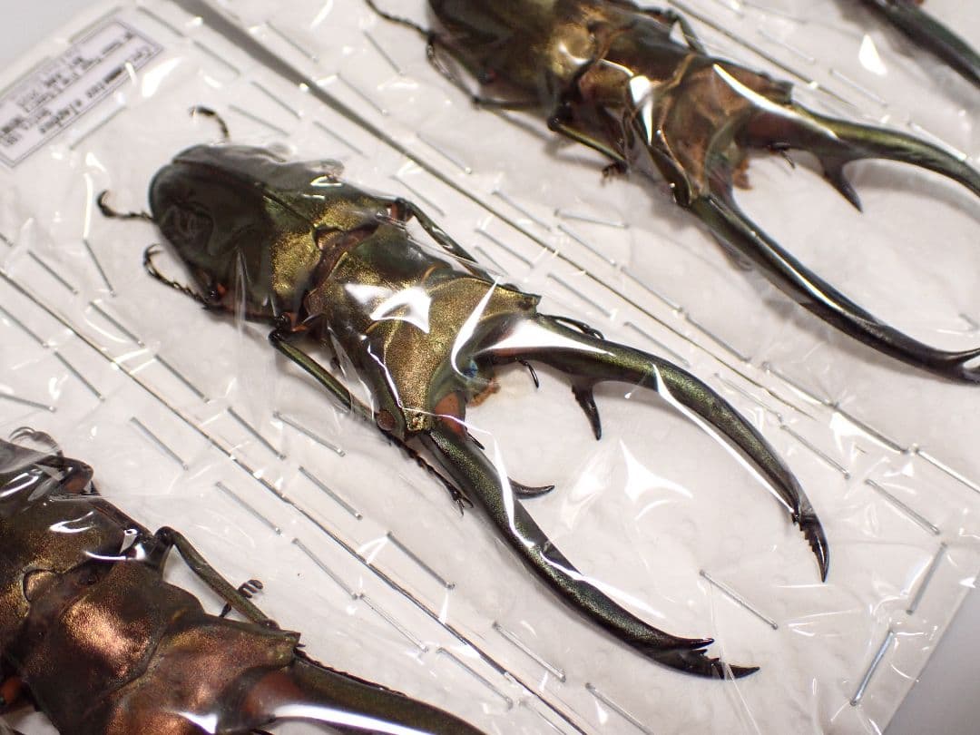 昆虫標本 エラフスホソアカクワガタ 91㎜ 1頭 期間限定