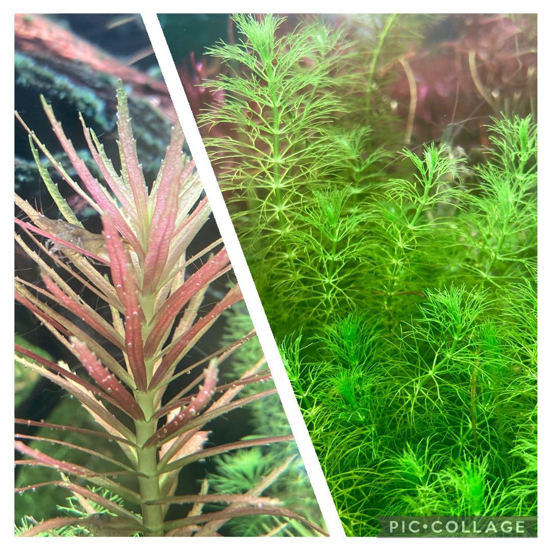 【GROWOW】水中葉2種セット