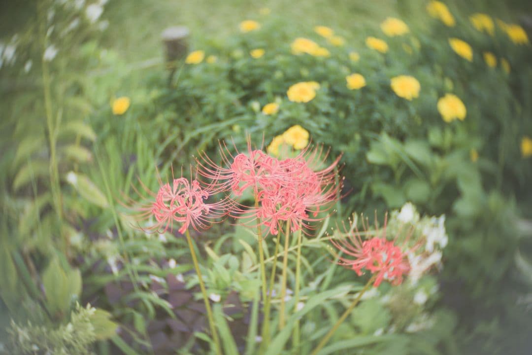 ショット数4843回 OLYMPUS OM-D E-M10 MarkII