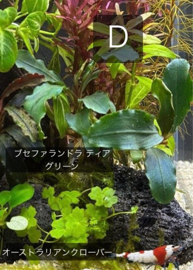 水草茂「coni様オーダー用」