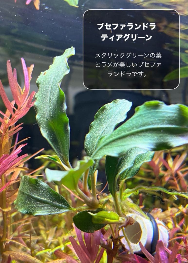 水草茂「coni様オーダー用」